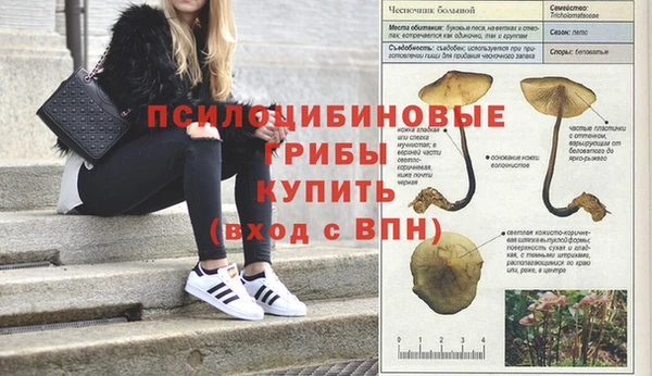 прущие грибы Абинск